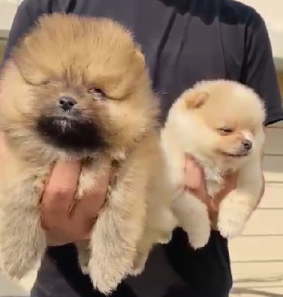 Purchase KCI Registered Toy Pomeranian   Puppy from Chennai